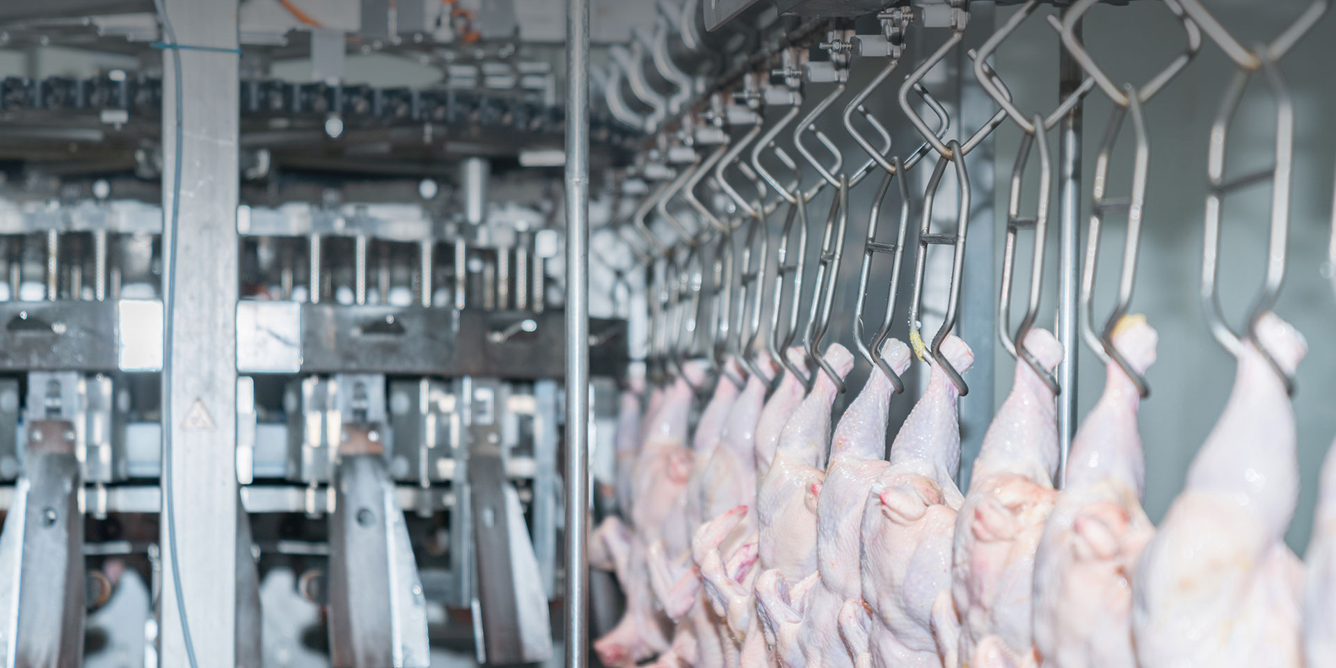 Frozen Food Solutions