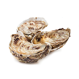 Oysters in the shell