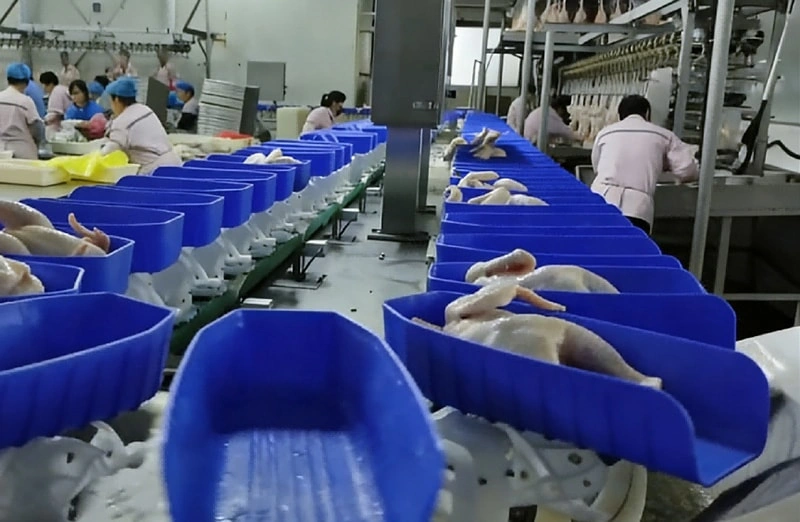 Poultry Weight Grading Machine | Whole Chicken Weight Sorter